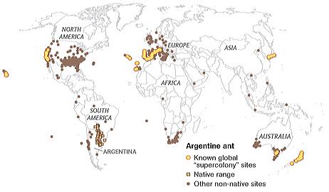 largest ant colony map|Ant Supercolony Spans Thousands of Miles .